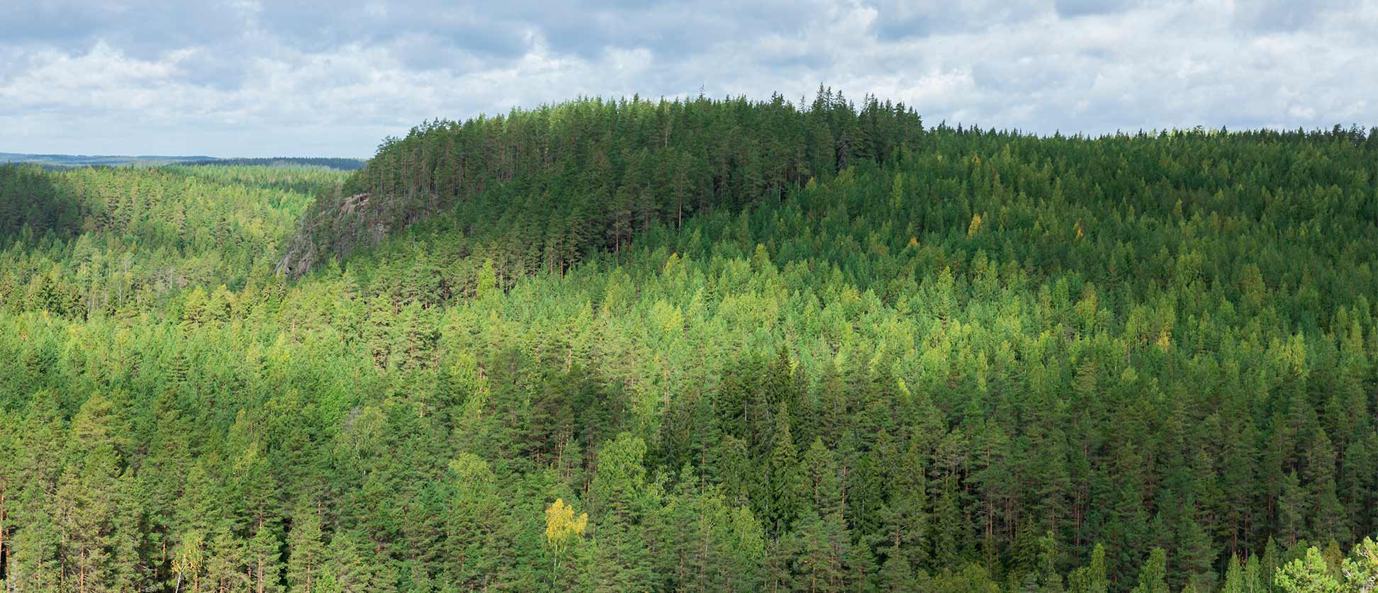 Suomalaisten metsien taimikoista ja nuorista kasvatusmetsistä 70  prosentilla on laatuongelmia – metsänomistajat menettävät vuosittain  kymmeniä miljoonia | LähiTapiola